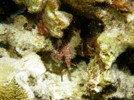 101 Marbled Shrimp Female IMG 2471